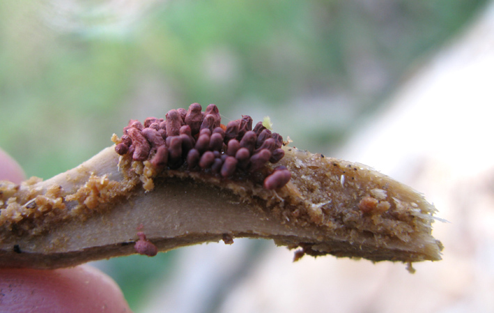 picoli funghi da identificare